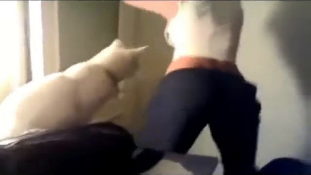 Кот взбесился на сочную попку смотреть онлайн