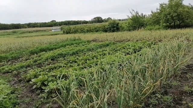 проблемы с погодой. калийная подкормка золой. смотреть онлайн