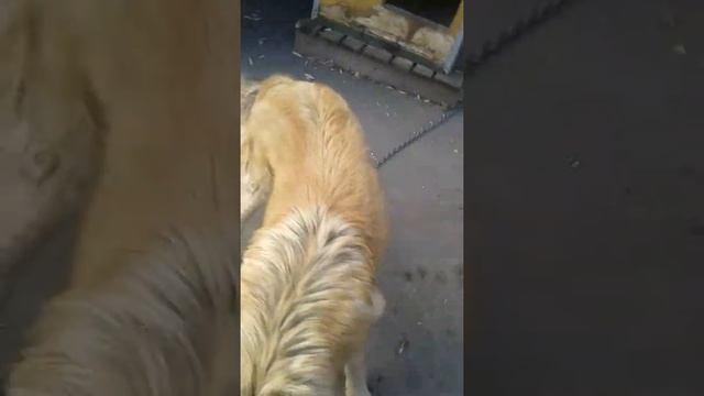 Пес Амур помесь немец алабай) 8 месяцев) смотреть онлайн