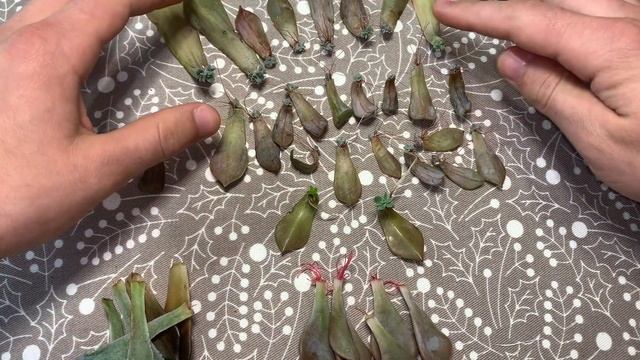 Листики суккулента в бутылке. Результат смотреть онлайн