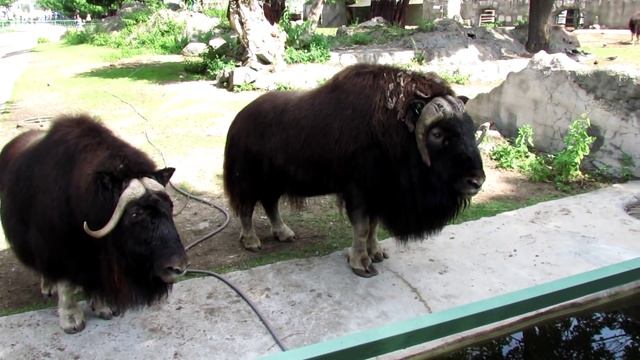 Овцебык. Muskox. смотреть онлайн