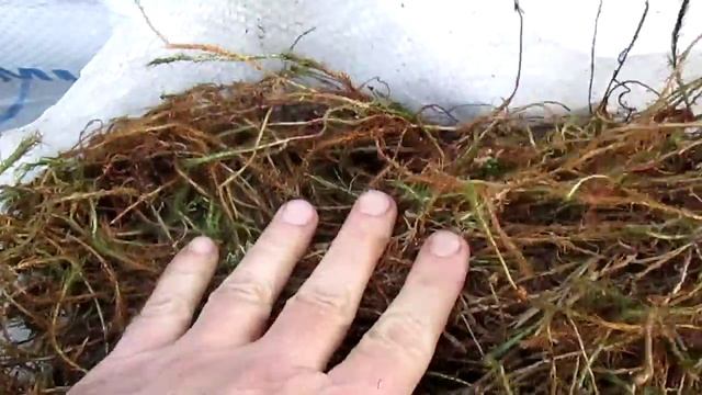 Мох для конопатки. Какой лучше выбрать смотреть онлайн