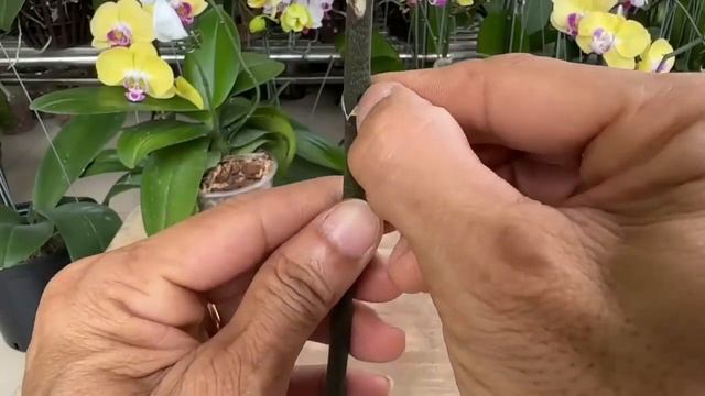 Орхидея Фаленопсис - выращиваем деток смотреть онлайн