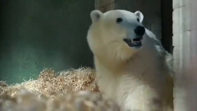 МедвеДь ДИКСОН москОвский Зоопарк?Bear DIXON Moscow Zoo? смотреть онлайн