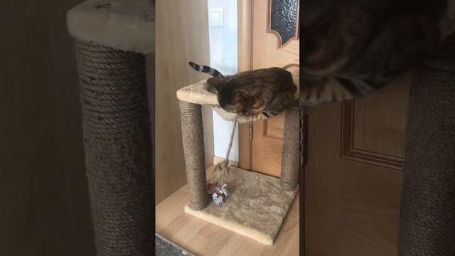 Чем играет бенгальская кошка. смотреть онлайн
