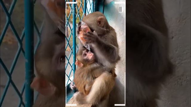 The Best of Monkey Eating Videos - A Funny Monkeys Compilation Ep98 смотреть онлайн