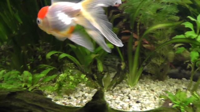 Panasonic SD-90 HD Goldfish Test 1080p смотреть онлайн