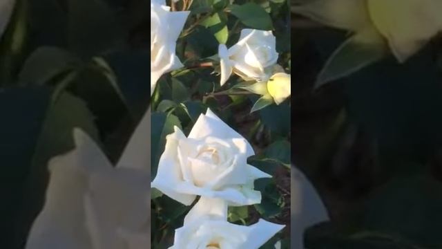 Белые розы. Сорт Кристалл. Загородная жизнь. смотреть онлайн