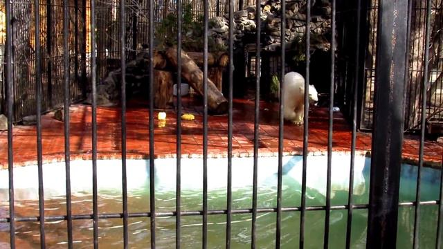 Уговоры и хлопанье в ладоши для Ростика  27.04.17 Новосибирский зоопарк