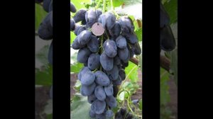 сорт винограда Черная Пантера описание вида и  фото