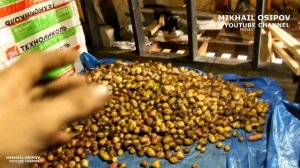 Как хранить картофель зимой если НЕТ ПОДВАЛА. Ящик для хранения картофеля СВОИМИ РУКАМИ