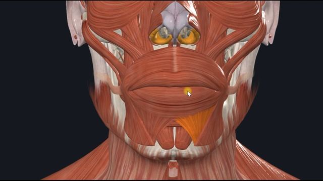 Круговая мышца рта (m. orbicularis oris) 3D Анатомия смотреть онлайн