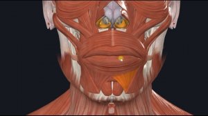 Круговая мышца рта (m. orbicularis oris) 3D Анатомия