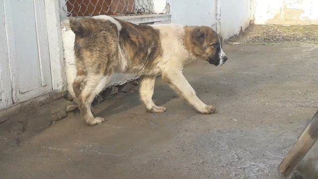 Макар 4 месец Сын Маклейна Внук Кара кене смотреть онлайн