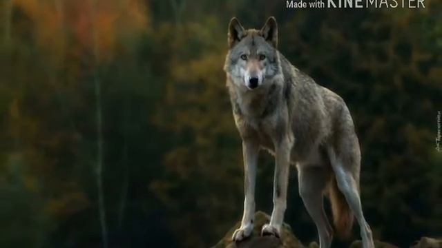 Фотографии волков! смотреть онлайн