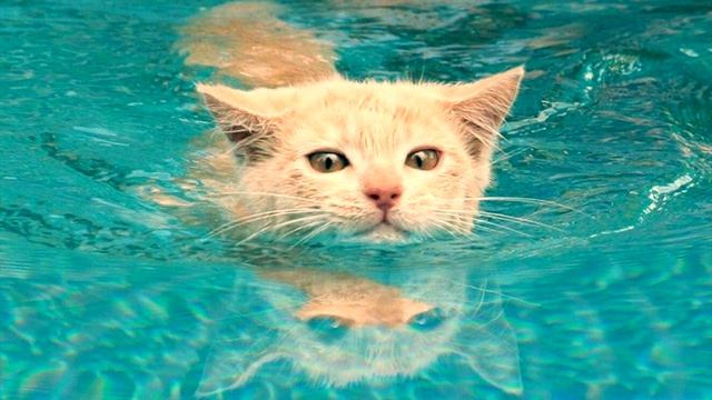 Почему кошки боятся воды? смотреть онлайн