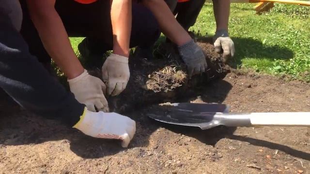 Демонтаж рулонного газона смотреть онлайн