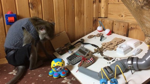 Обезьянки играют (Домашние Макаки) смотреть онлайн