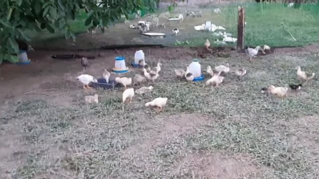 Наши малыши/Гуси Датский Легарт,Утки пекинские,стар 53,венгерские,голубой фаворит/Загон для гусей смотреть онлайн