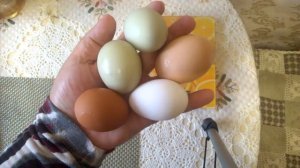 НЕБЕСНО -ГОЛУБЫЕ ЯЙЦА У КУР ПОРОДЫ ЛЕГБАР. ЧЕМ ОНИ ОТЛИЧАЮТСЯ ОТ ДРУГИХ ПОРОД