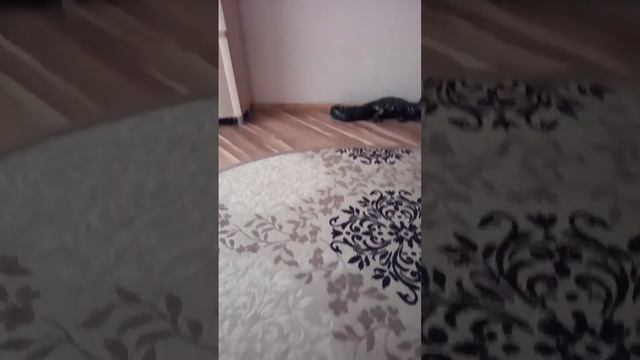 Показал Своё Имя На Англ Кста Делать Румтур Дома? #shortsyoutube #тренды #playstation #МоёИмя смотреть онлайн