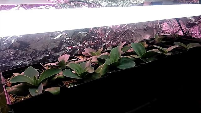 Эустоме 3,5 месяца! Что нужно для БЫСТРОГО РОСТА?????