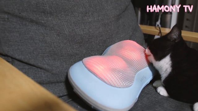 안마기가 신기한 고양이 포도와 캣타워에서 구경하는 얌전한 고양이 망고 | 먼치킨 숏레그 고양이 가족 - Munchkin short-legged cat family смотреть онлайн