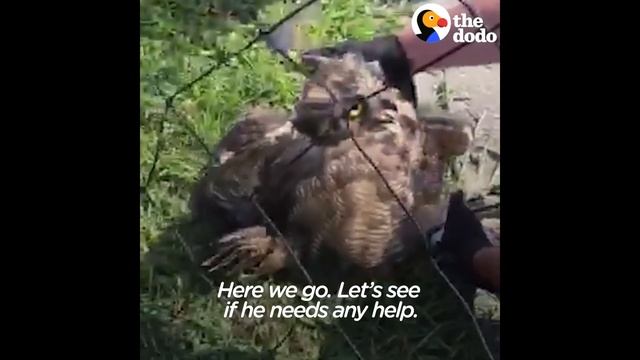 SCARED Owl Rescued From Soccer Net | The Dodo смотреть онлайн