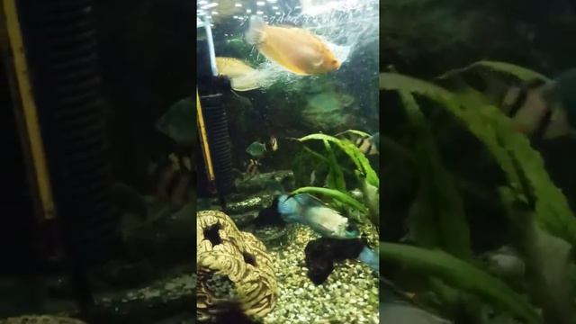 Подводное царство... смотреть онлайн