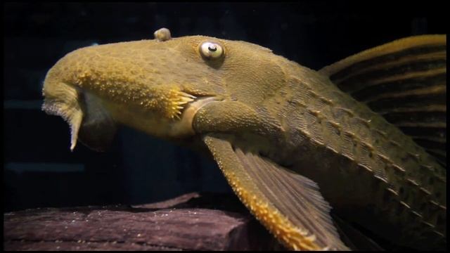 Pseudacanthicus sp. L024 - Rio Tocantins смотреть онлайн