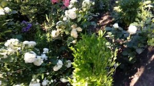 Белые розы в саду. Три  белые флорибунды.