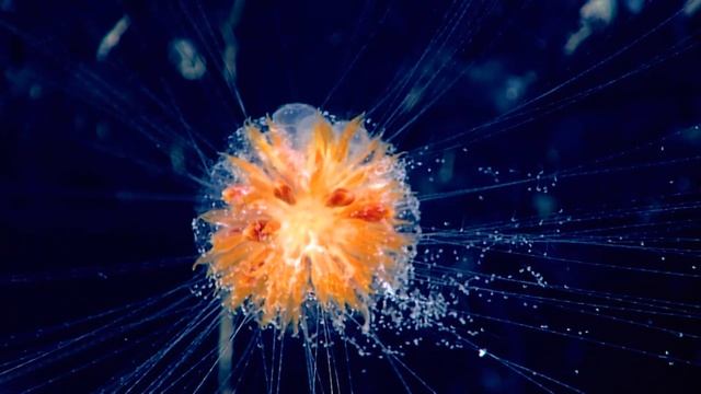 Facts: Siphonophores смотреть онлайн