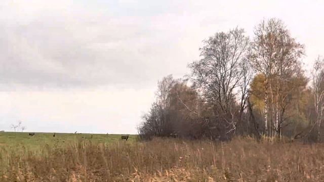 Охота..... Лоси...!!! Лосиха с лосятами.... Moose...!!! Moose with moose calves.... смотреть онлайн