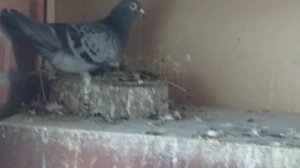 Спортивные голуби Омска. 29-серия. МОЙ ТРЕТИЙ МАРАФОН.