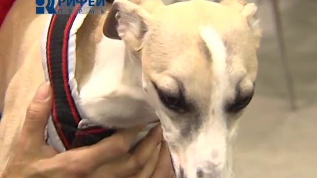 Вейтпуллинг