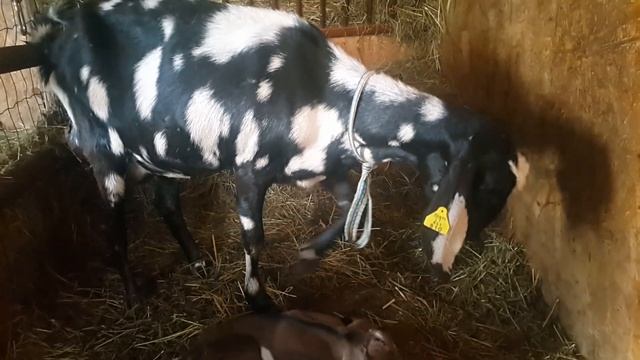 Родила коза. Англо Нубийские процентные козы. смотреть онлайн