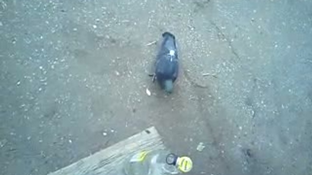 Мы кормим голубей чипсами