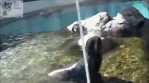 Орущий тюлень