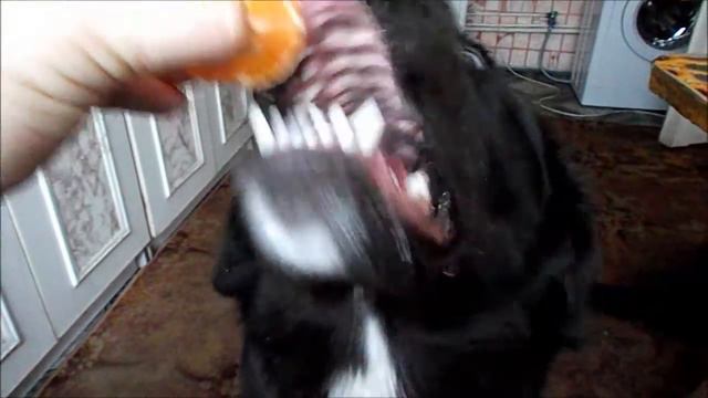 Алабай и мандарины смотреть онлайн