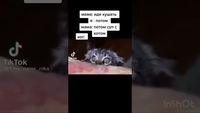 СУП С КОТОМ