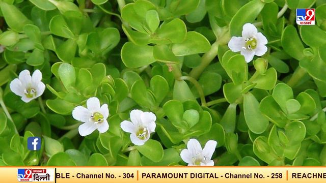 Bhrami के पौधे की खेती से Farmers को होगा Benefit, लागत से 3 गुना होता है मुनाफा смотреть онлайн