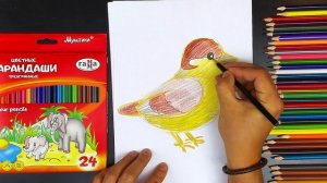 Урок рисования ВОРОБЕЙ цветные карандаши РыбаКит