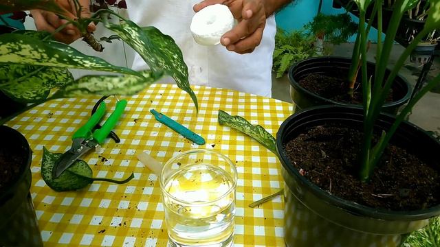 How to propagate Snow White Agloaonema from cuttings in soil and water. смотреть онлайн