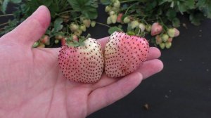 ЛЕБЕДУШКА белоплодная клубника.