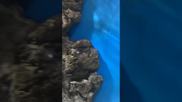 Грустные рыбы. Океанариум СПб [2022.11.4] смотреть онлайн