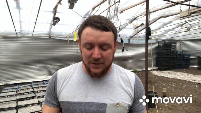 томат, начало цветения смотреть онлайн