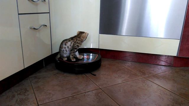 Бенгальские покатушки 2