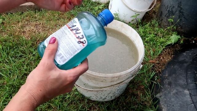 Важная подкормка ГОРТЕНЗИЙ в ИЮЛЕ. смотреть онлайн