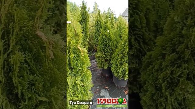 Туи Смарагд для живой изгороди в питомнике Гринкод. Санкт-Петербург, Ленинградская область. смотреть онлайн