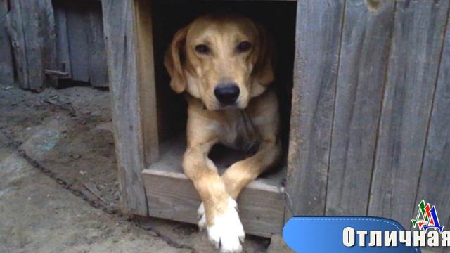 Заядлый охотник захотел избавиться от отличного охотничьего пса - но жена ему запретила это делать